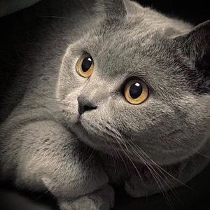 免费看美女裸体🔞🔞蓝莓
